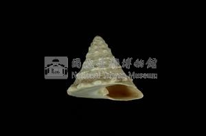 銀塔鐘螺藏品圖，第3張