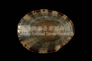 斗笠螺藏品圖，第3張