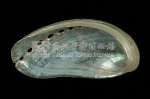 驢耳鮑螺藏品圖，第3張