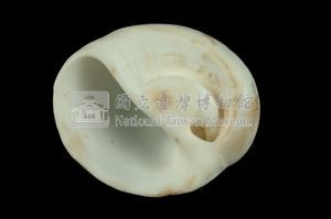 扁球玉螺藏品圖，第3張