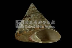 牛蹄鐘螺藏品圖，第3張
