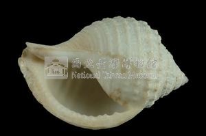 玉珠鬘螺藏品圖，第3張
