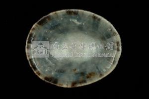 龜甲笠螺藏品圖，第3張