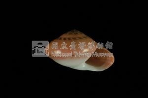 彩虹䗉螺藏品圖，第3張