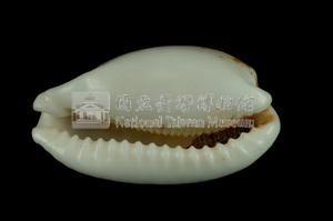 花鹿寶螺藏品圖，第3張