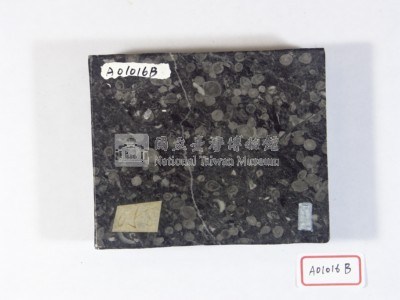 大型有孔蟲藏品圖，第3張