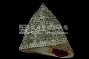 花斑鐘螺藏品圖，第3張