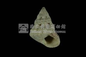 鬼牙鐘螺藏品圖，第3張