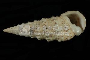 中華蟹守螺藏品圖，第3張