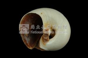 大玉螺藏品圖，第3張