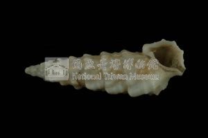 太平洋蟹守螺藏品圖，第3張