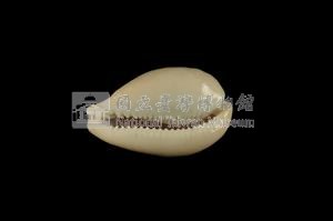 玉女寶螺藏品圖，第3張