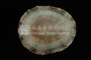 斗笠螺藏品圖，第3張