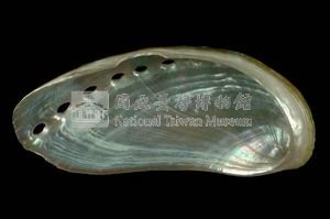 驢耳鮑螺藏品圖，第3張