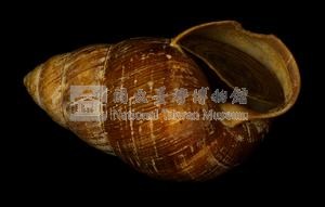 斯文豪氏長蝸牛藏品圖，第2張