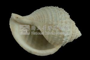 玉珠鬘螺藏品圖，第3張