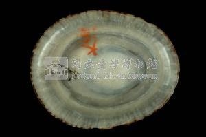龜甲笠螺藏品圖，第3張