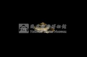 彩虹䗉螺藏品圖，第3張