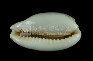 花鹿寶螺藏品圖，第3張