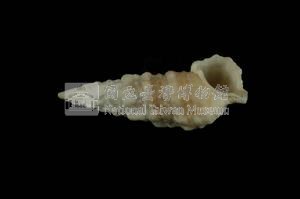 太平洋蟹守螺藏品圖，第3張