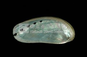 驢耳鮑螺藏品圖，第3張