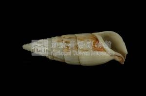 竹筍蟹守螺藏品圖，第3張