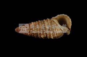 中華蟹守螺藏品圖，第3張