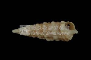 太平洋蟹守螺藏品圖，第3張