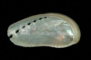 驢耳鮑螺藏品圖，第3張