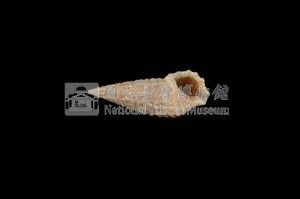 珊瑚蟹守螺藏品圖，第3張