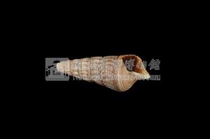 泥海蜷藏品圖，第3張