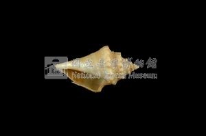 水字螺藏品圖，第3張