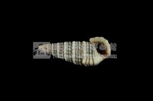 栓海蜷藏品圖，第3張