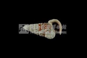 栓海蜷藏品圖，第3張