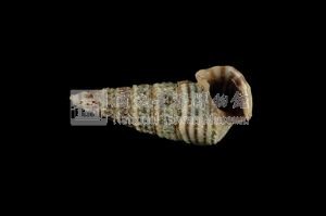 栓海蜷藏品圖，第3張