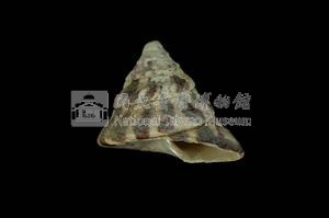 牛蹄鐘螺藏品圖，第3張