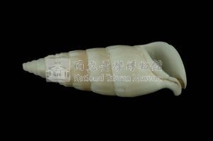 竹筍蟹守螺藏品圖，第3張