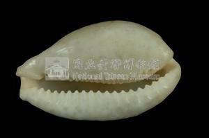 花鹿寶螺藏品圖，第3張