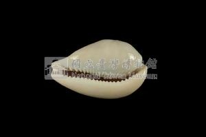 玉女寶螺藏品圖，第3張