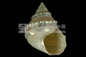 玉珠銀鐘螺藏品圖，第3張