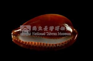 瑪瑙寶螺藏品圖，第3張
