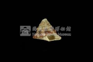 牛蹄鐘螺藏品圖，第3張