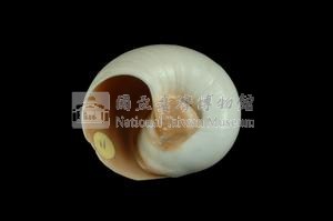 大玉螺藏品圖，第3張