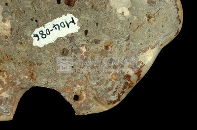 Aragonite Collection Image, Figure 12, Total 20 Figures