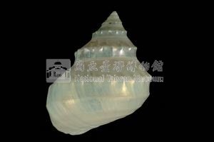 玉珠銀鐘螺藏品圖，第2張