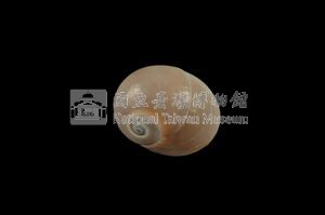 大玉螺藏品圖，第2張