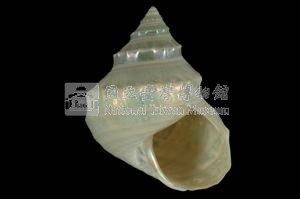 玉珠銀鐘螺藏品圖，第3張