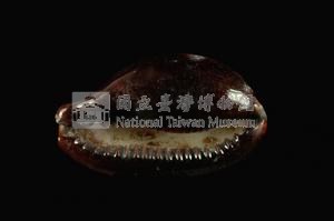 瑪瑙寶螺藏品圖，第3張