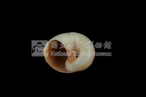 大玉螺藏品圖，第3張