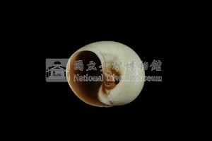 大玉螺藏品圖，第3張